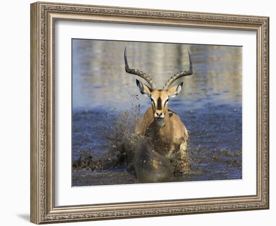 Black Faced Impala, Running Through Water, Namibia-Tony Heald-Framed Photographic Print