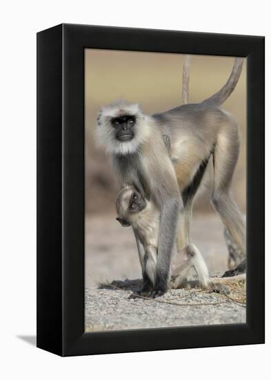 Black-faced langurs, India-Art Wolfe Wolfe-Framed Premier Image Canvas