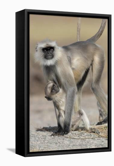 Black-faced langurs, India-Art Wolfe Wolfe-Framed Premier Image Canvas