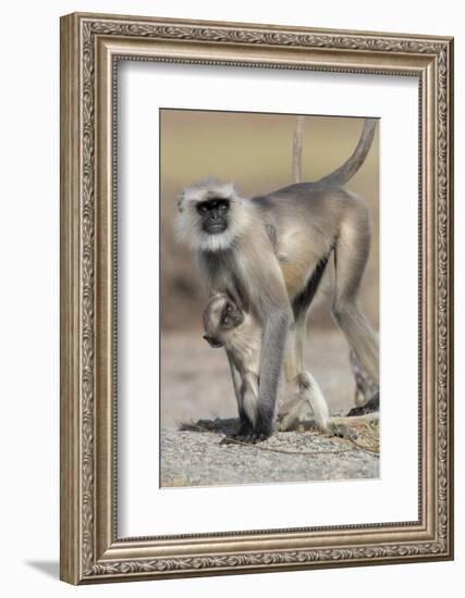 Black-faced langurs, India-Art Wolfe Wolfe-Framed Photographic Print