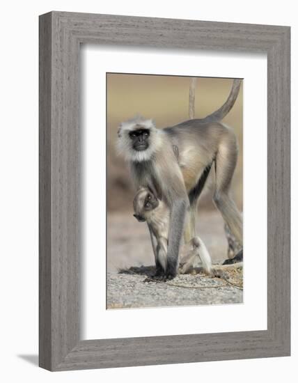 Black-faced langurs, India-Art Wolfe Wolfe-Framed Photographic Print