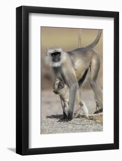 Black-faced langurs, India-Art Wolfe Wolfe-Framed Photographic Print