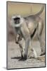 Black-faced langurs, India-Art Wolfe Wolfe-Mounted Photographic Print