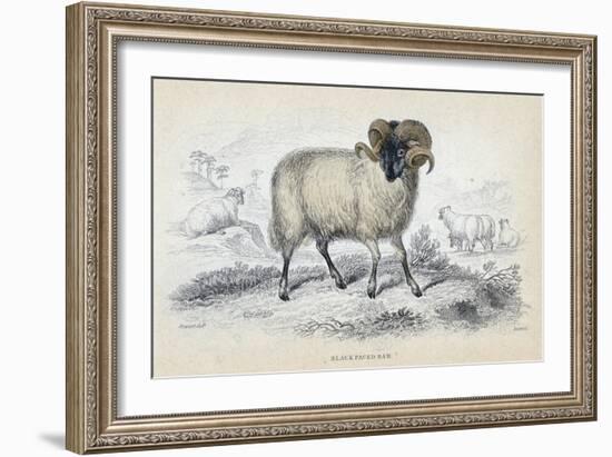 Black Faced Ram, Mid 19th Century-William Home Lizars-Framed Giclee Print