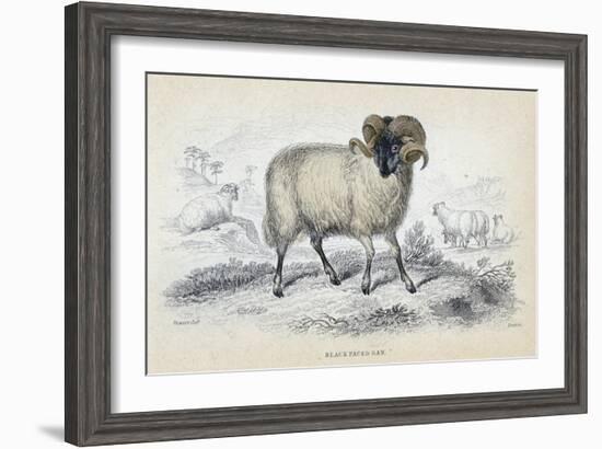 Black Faced Ram, Mid 19th Century-William Home Lizars-Framed Giclee Print