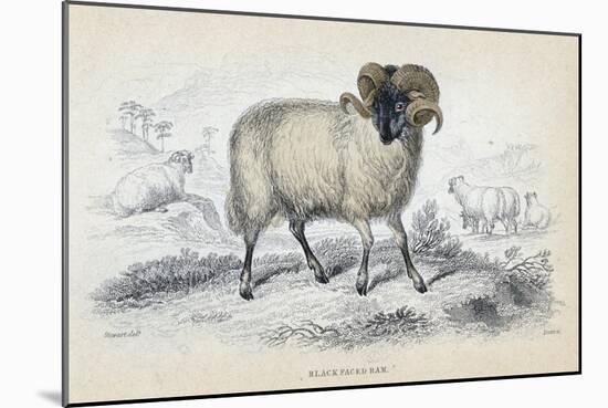 Black Faced Ram, Mid 19th Century-William Home Lizars-Mounted Giclee Print