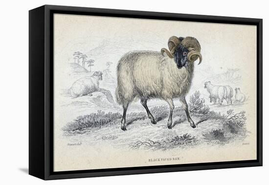 Black Faced Ram, Mid 19th Century-William Home Lizars-Framed Premier Image Canvas