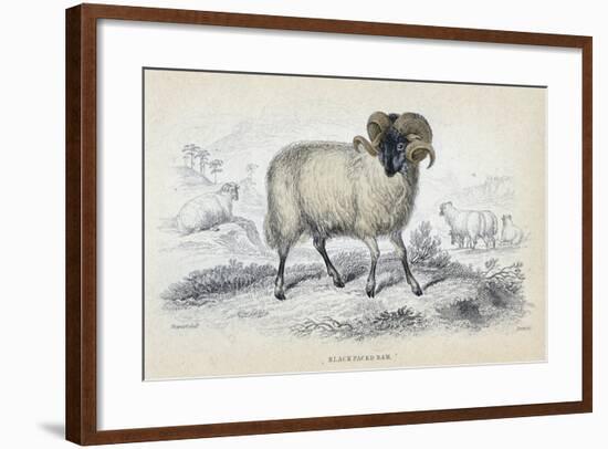 Black Faced Ram, Mid 19th Century-William Home Lizars-Framed Giclee Print