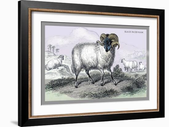 Black Faced Ram-John Stewart-Framed Art Print