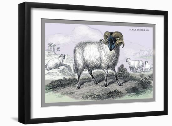 Black Faced Ram-John Stewart-Framed Art Print