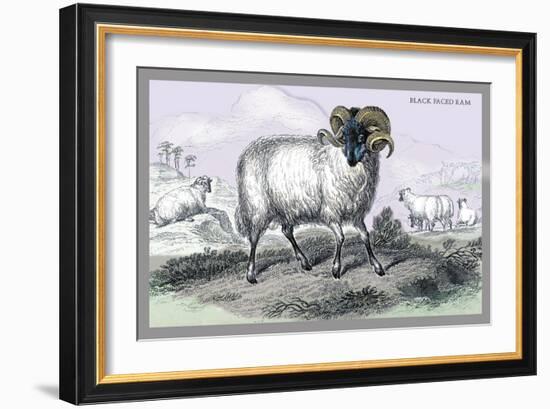 Black Faced Ram-John Stewart-Framed Art Print