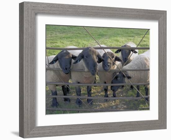 Black Faced Sheep Looking Through Gate on the Cotswold Way, Stanway Village, the Cotswolds, England-David Hughes-Framed Photographic Print