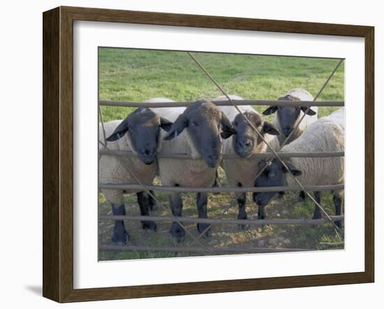 Black Faced Sheep Looking Through Gate on the Cotswold Way, Stanway Village, the Cotswolds, England-David Hughes-Framed Photographic Print