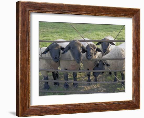 Black Faced Sheep Looking Through Gate on the Cotswold Way, Stanway Village, the Cotswolds, England-David Hughes-Framed Photographic Print