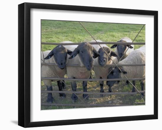 Black Faced Sheep Looking Through Gate on the Cotswold Way, Stanway Village, the Cotswolds, England-David Hughes-Framed Photographic Print