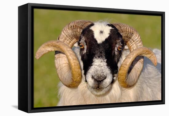 Black-faced sheep ram, Isle of Islay, Hebrides, Scotland-Laurie Campbell-Framed Premier Image Canvas