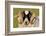 Black-faced sheep ram, Isle of Islay, Hebrides, Scotland-Laurie Campbell-Framed Photographic Print