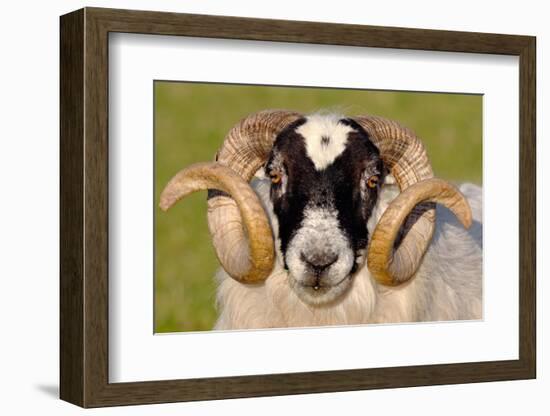 Black-faced sheep ram, Isle of Islay, Hebrides, Scotland-Laurie Campbell-Framed Photographic Print