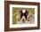 Black-faced sheep ram, Isle of Islay, Hebrides, Scotland-Laurie Campbell-Framed Photographic Print