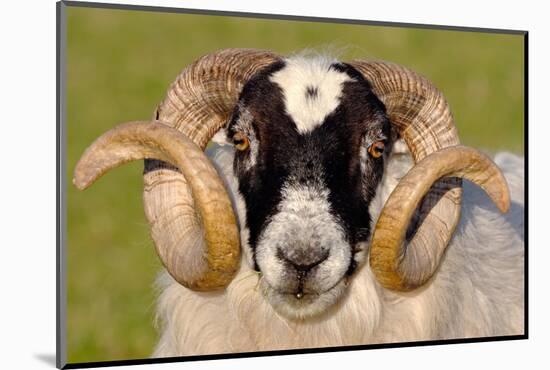 Black-faced sheep ram, Isle of Islay, Hebrides, Scotland-Laurie Campbell-Mounted Photographic Print