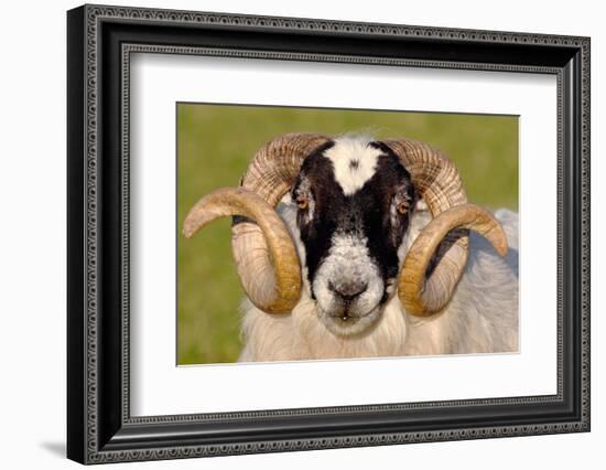 Black-faced sheep ram, Isle of Islay, Hebrides, Scotland-Laurie Campbell-Framed Photographic Print