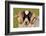 Black-faced sheep ram, Isle of Islay, Hebrides, Scotland-Laurie Campbell-Framed Photographic Print