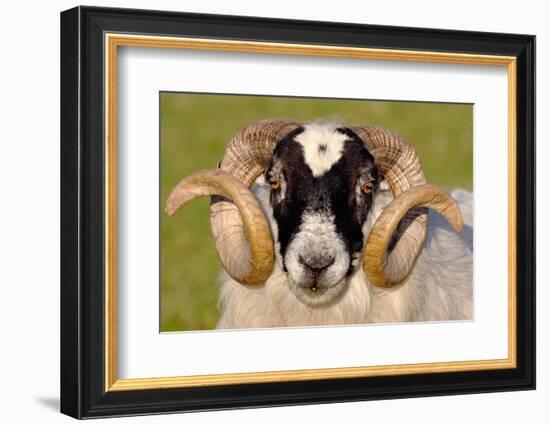 Black-faced sheep ram, Isle of Islay, Hebrides, Scotland-Laurie Campbell-Framed Photographic Print