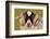 Black-faced sheep ram, Isle of Islay, Hebrides, Scotland-Laurie Campbell-Framed Photographic Print