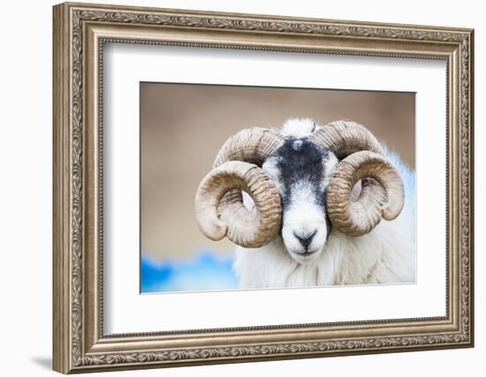 Black Faced Sheep Ram With Twisted Horns, Mull, Scotland, UK. January-Niall Benvie-Framed Photographic Print