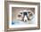 Black Faced Sheep Ram With Twisted Horns, Mull, Scotland, UK. January-Niall Benvie-Framed Photographic Print