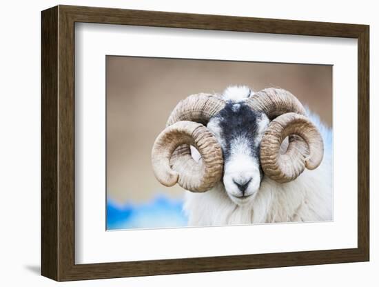 Black Faced Sheep Ram With Twisted Horns, Mull, Scotland, UK. January-Niall Benvie-Framed Photographic Print