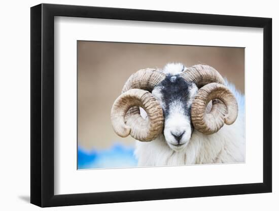 Black Faced Sheep Ram With Twisted Horns, Mull, Scotland, UK. January-Niall Benvie-Framed Photographic Print