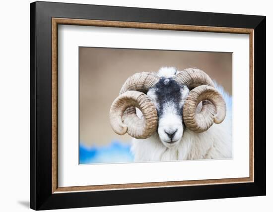 Black Faced Sheep Ram With Twisted Horns, Mull, Scotland, UK. January-Niall Benvie-Framed Photographic Print