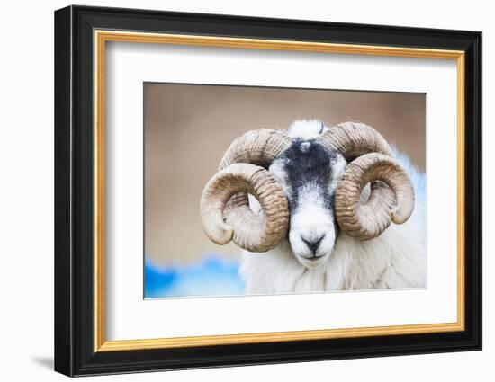 Black Faced Sheep Ram With Twisted Horns, Mull, Scotland, UK. January-Niall Benvie-Framed Photographic Print