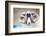 Black Faced Sheep Ram With Twisted Horns, Mull, Scotland, UK. January-Niall Benvie-Framed Photographic Print