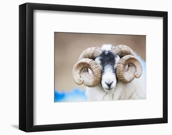 Black Faced Sheep Ram With Twisted Horns, Mull, Scotland, UK. January-Niall Benvie-Framed Photographic Print