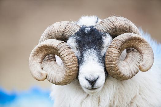 Black Faced Sheep Ram With Twisted Horns, Mull, Scotland, UK. January'  Photographic Print - Niall Benvie | Art.com