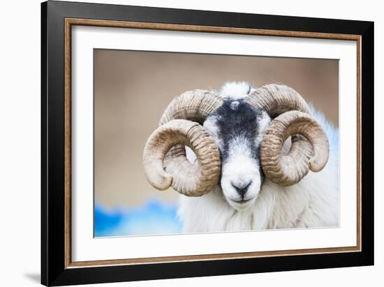 Black Faced Sheep Ram With Twisted Horns, Mull, Scotland, UK. January-Niall Benvie-Framed Photographic Print