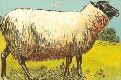 'Black-Faced Sheep' Art Print | Art.com