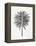 Black Fan Palm-Cat Coquillette-Framed Stretched Canvas