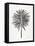 Black Fan Palm-Cat Coquillette-Framed Stretched Canvas