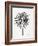 Black Fan Palm-Cat Coquillette-Framed Art Print