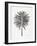 Black Fan Palm-Cat Coquillette-Framed Art Print