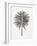 Black Fan Palm-Cat Coquillette-Framed Art Print