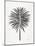 Black Fan Palm-Cat Coquillette-Mounted Art Print