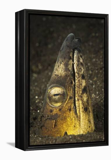 Black-Finned Snake Eel Emerging from Volcanic Black Sand-Stocktrek Images-Framed Premier Image Canvas