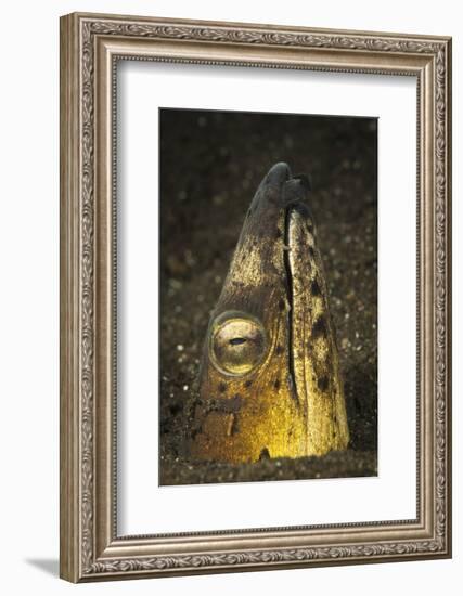 Black-Finned Snake Eel Emerging from Volcanic Black Sand-Stocktrek Images-Framed Photographic Print