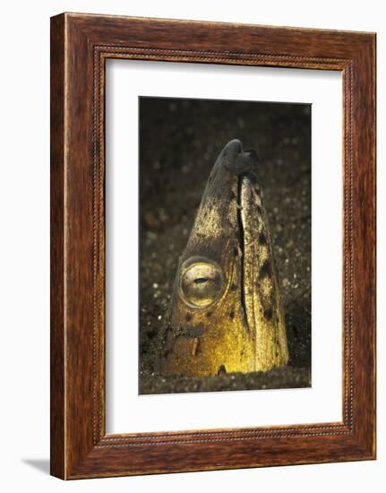 Black-Finned Snake Eel Emerging from Volcanic Black Sand-Stocktrek Images-Framed Photographic Print