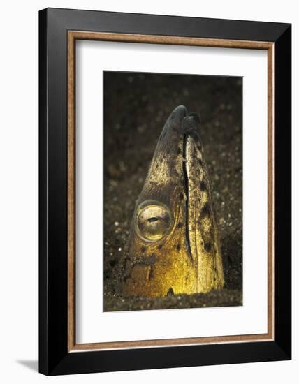 Black-Finned Snake Eel Emerging from Volcanic Black Sand-Stocktrek Images-Framed Photographic Print