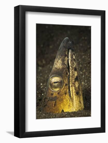 Black-Finned Snake Eel Emerging from Volcanic Black Sand-Stocktrek Images-Framed Photographic Print